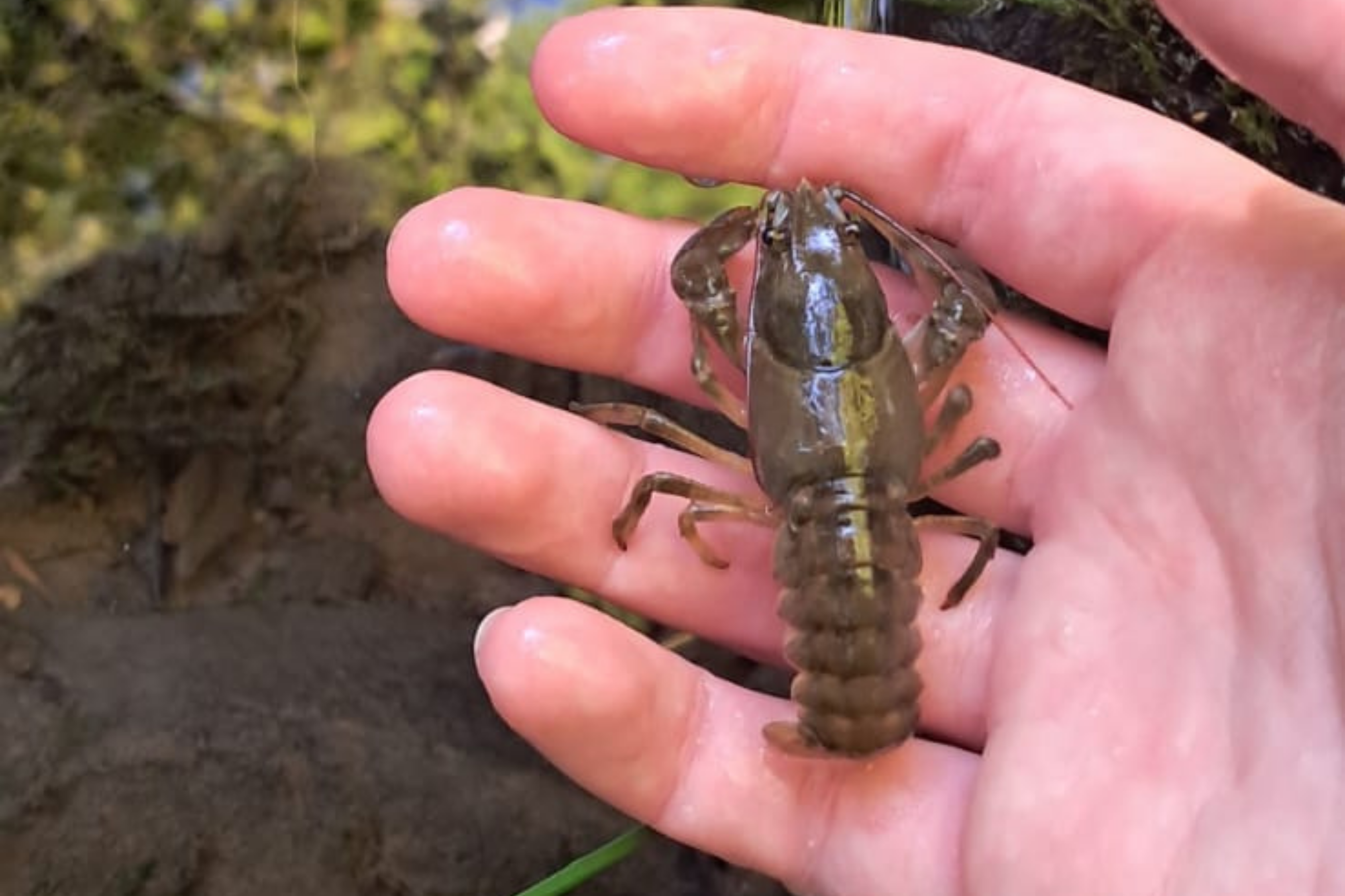 white-clawed crayfish