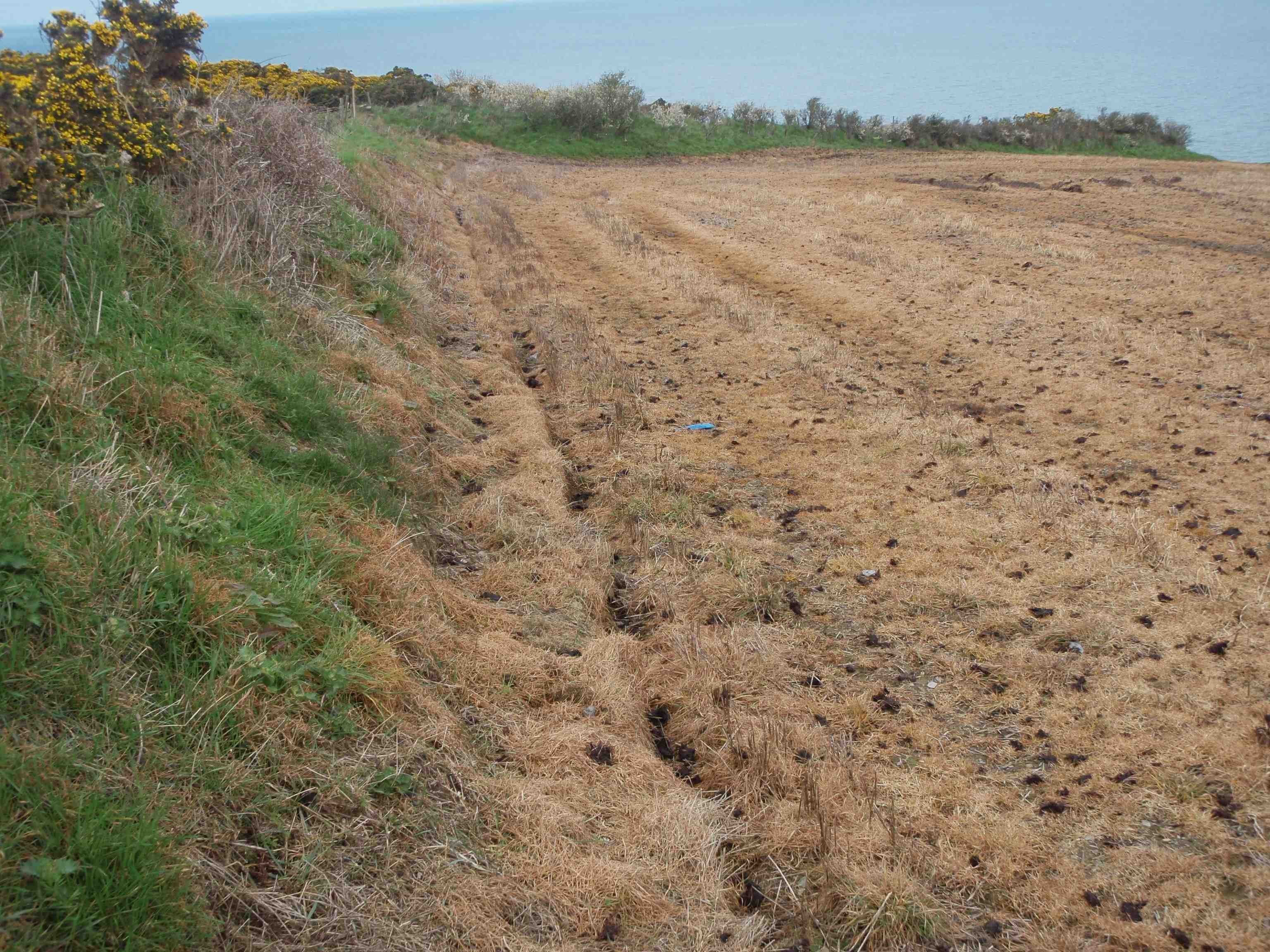 Herbicide damage to SSSI near Mwnt