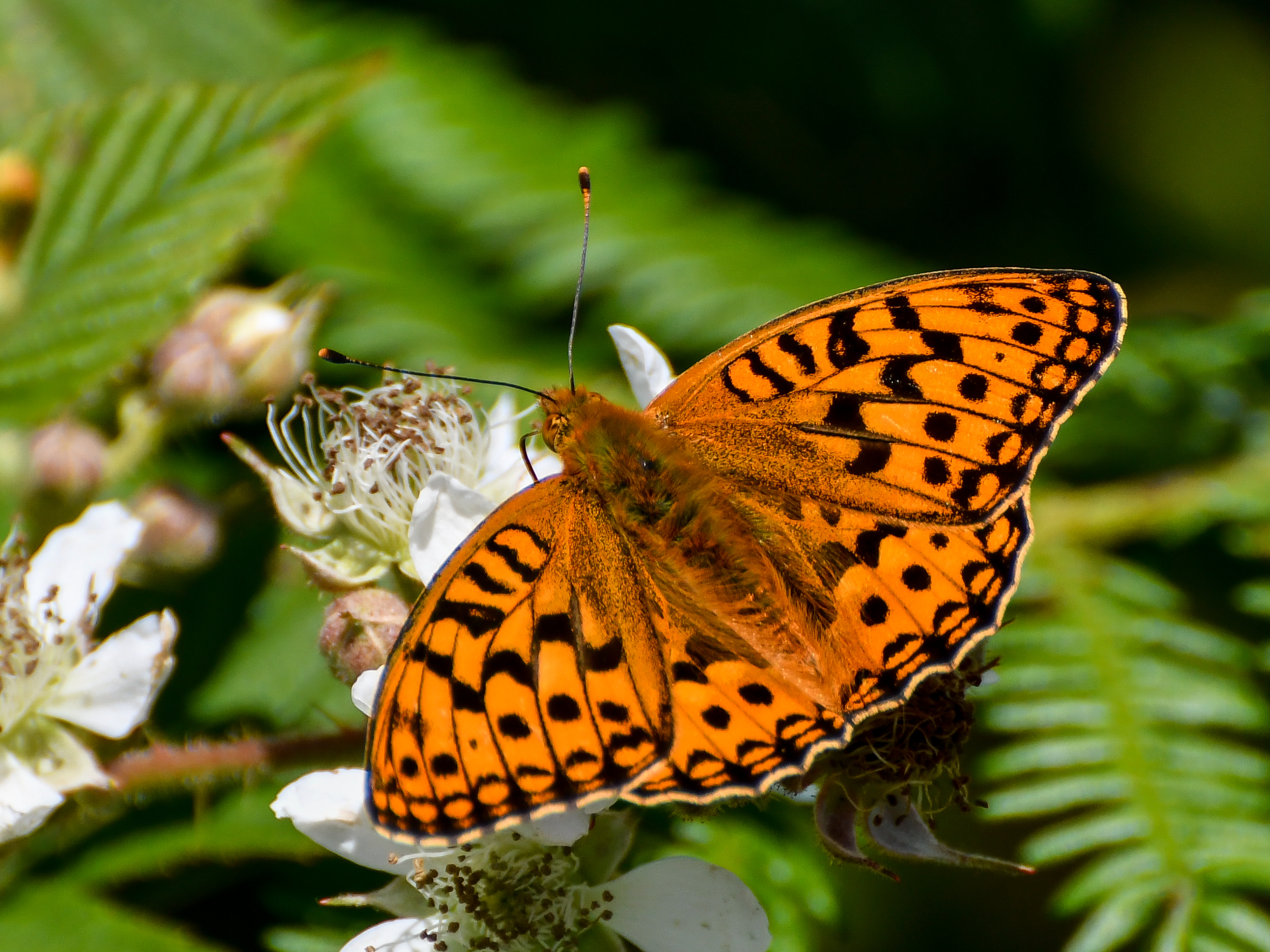 High Brown Fritillary Butterfly on vegetation