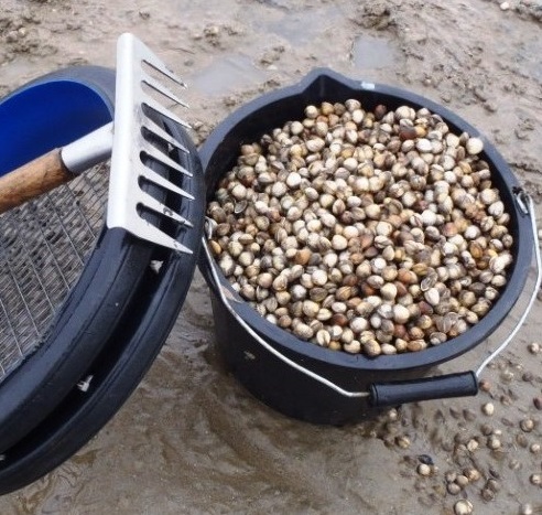 Cockling equipment next to a bucket filled with cockles