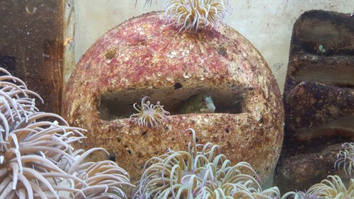 Blenny gan ddefnyddio strwythur artiffisial agen “blwch post” y gellir ei ychwanegu at ddatblygiadau morol i ddarparu cynefin ar gyfer bywyd morol. Mae anemonau hefyd yn tyfu dros y strwythur