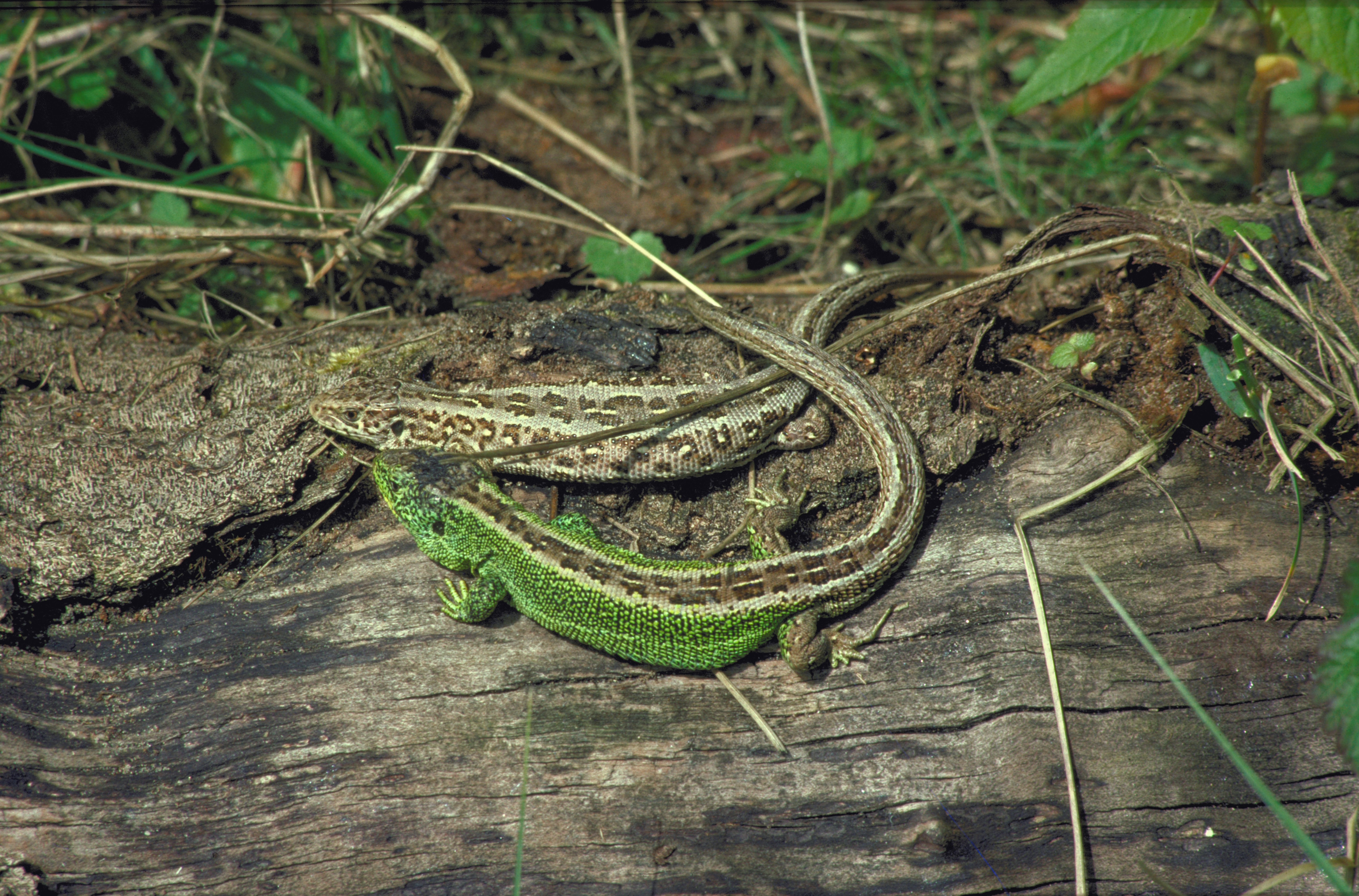 Dau lizard tywod ar log 