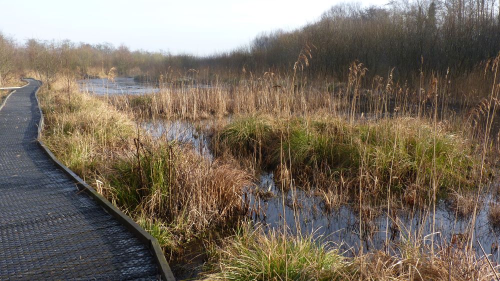 Crymlyn Bog