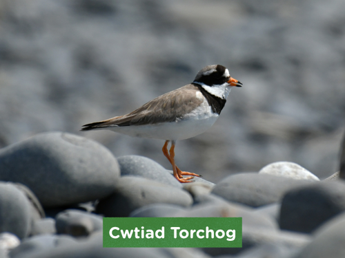 Cwtiad Torchog