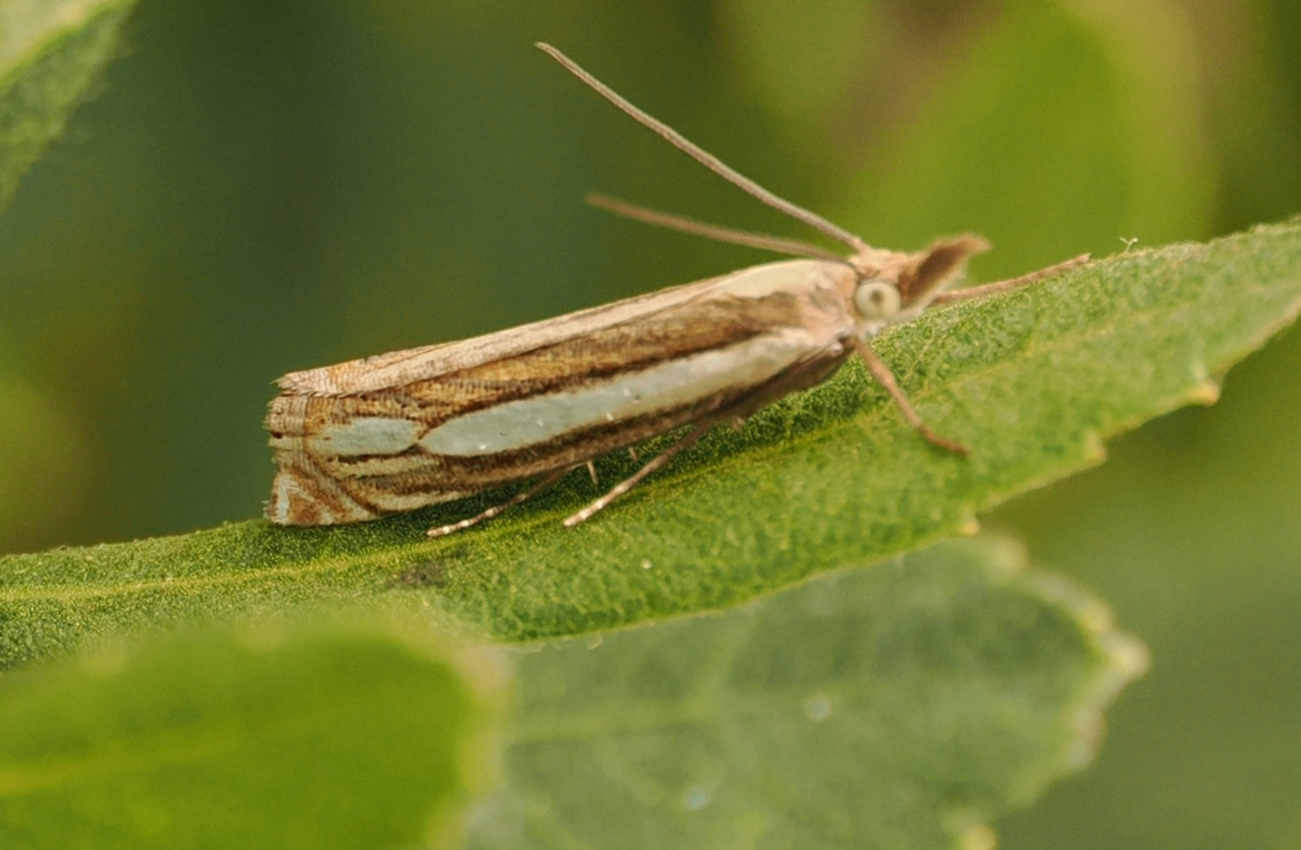Grass Bog Moth