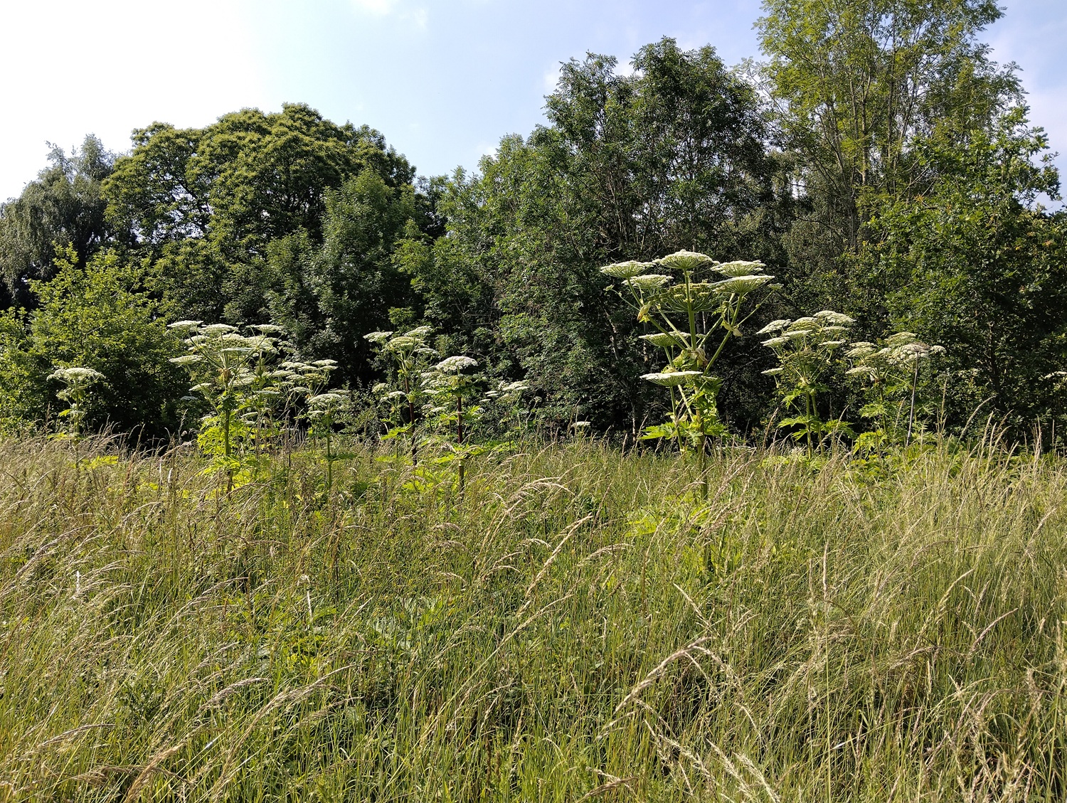 Giant hogweed on River Usk – credit Bannau Brycheiniog.