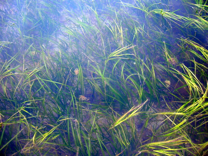  Intertidal Habitat Section 7 Zostera Marina Natural Resources Wales 