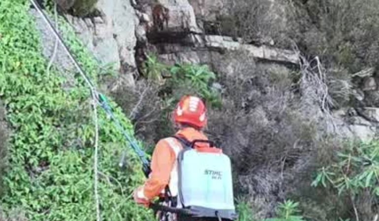 Climber attached to rope treating rhododendron on a cliffside
