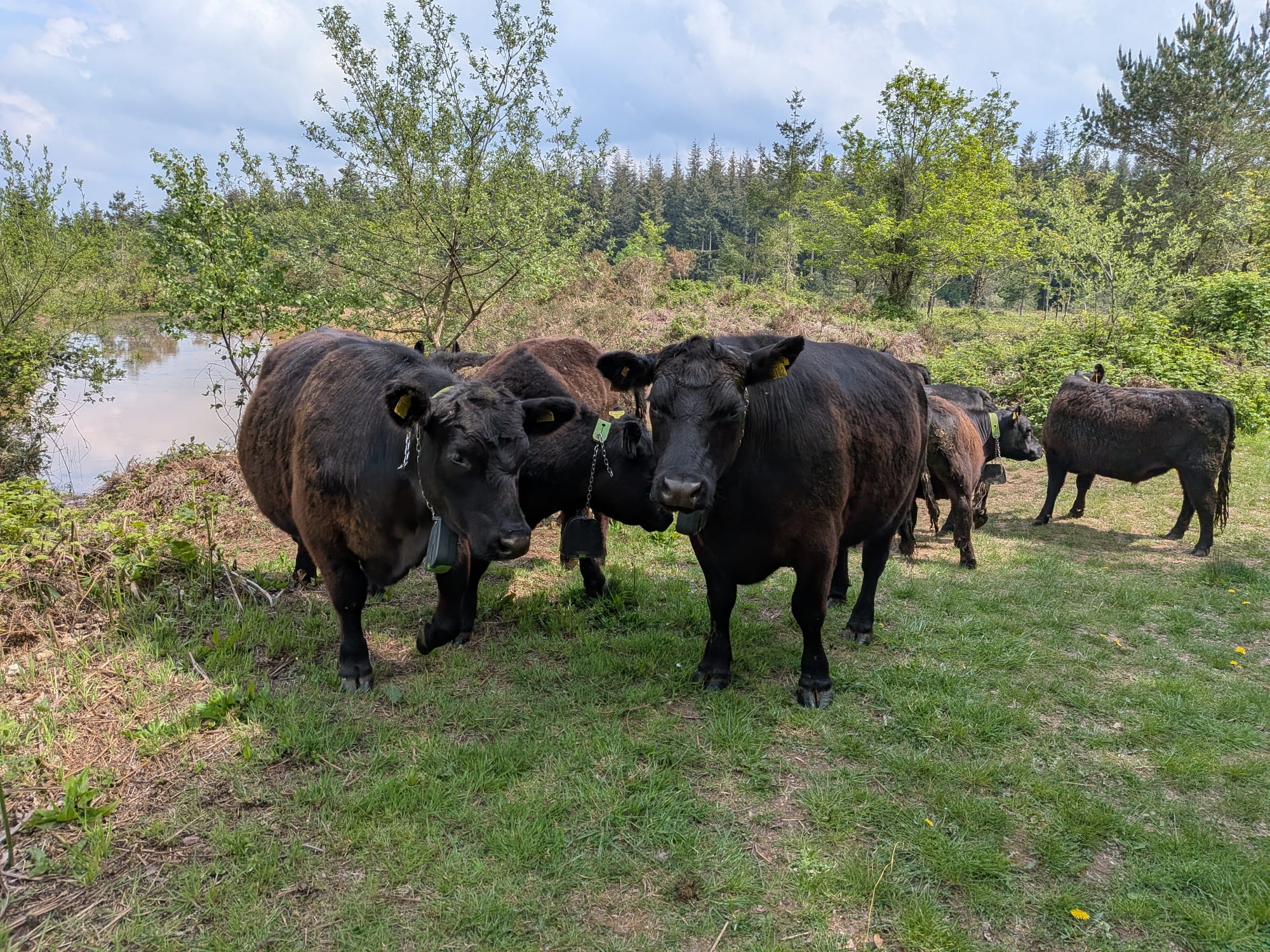 A small group of black cattle with ear tags and grazing collars stand on a grassy path beside a pond, with young trees and a forest in the background under a partly cloudy sky.
