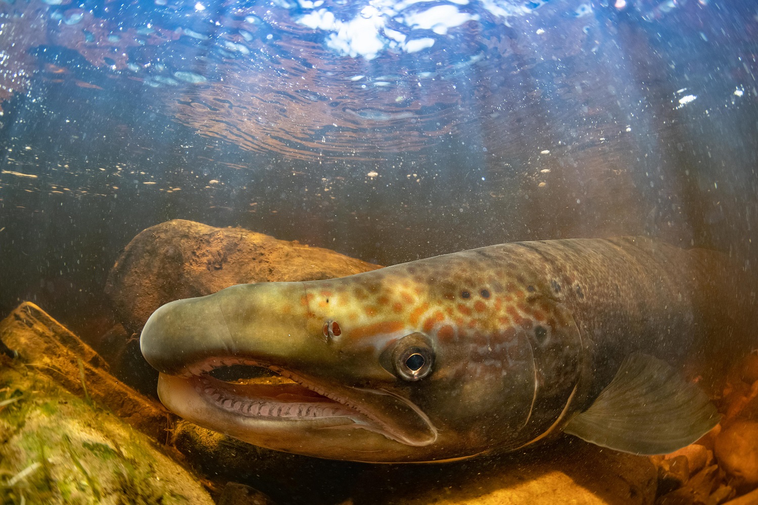Atlantic salmon