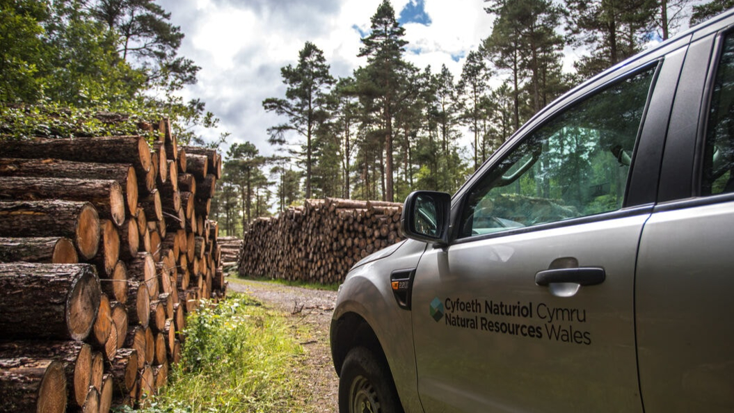 A Natural Resources Wales vehicle parked on a forest track beside stacks of freshly cut timber. Tall conifer trees surround the area, with additional piles of logs visible in the background beneath a cloudy sky.