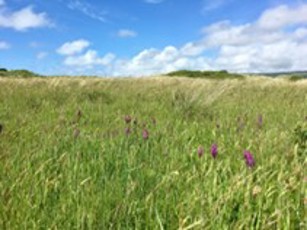 Dyfi Ynyslas