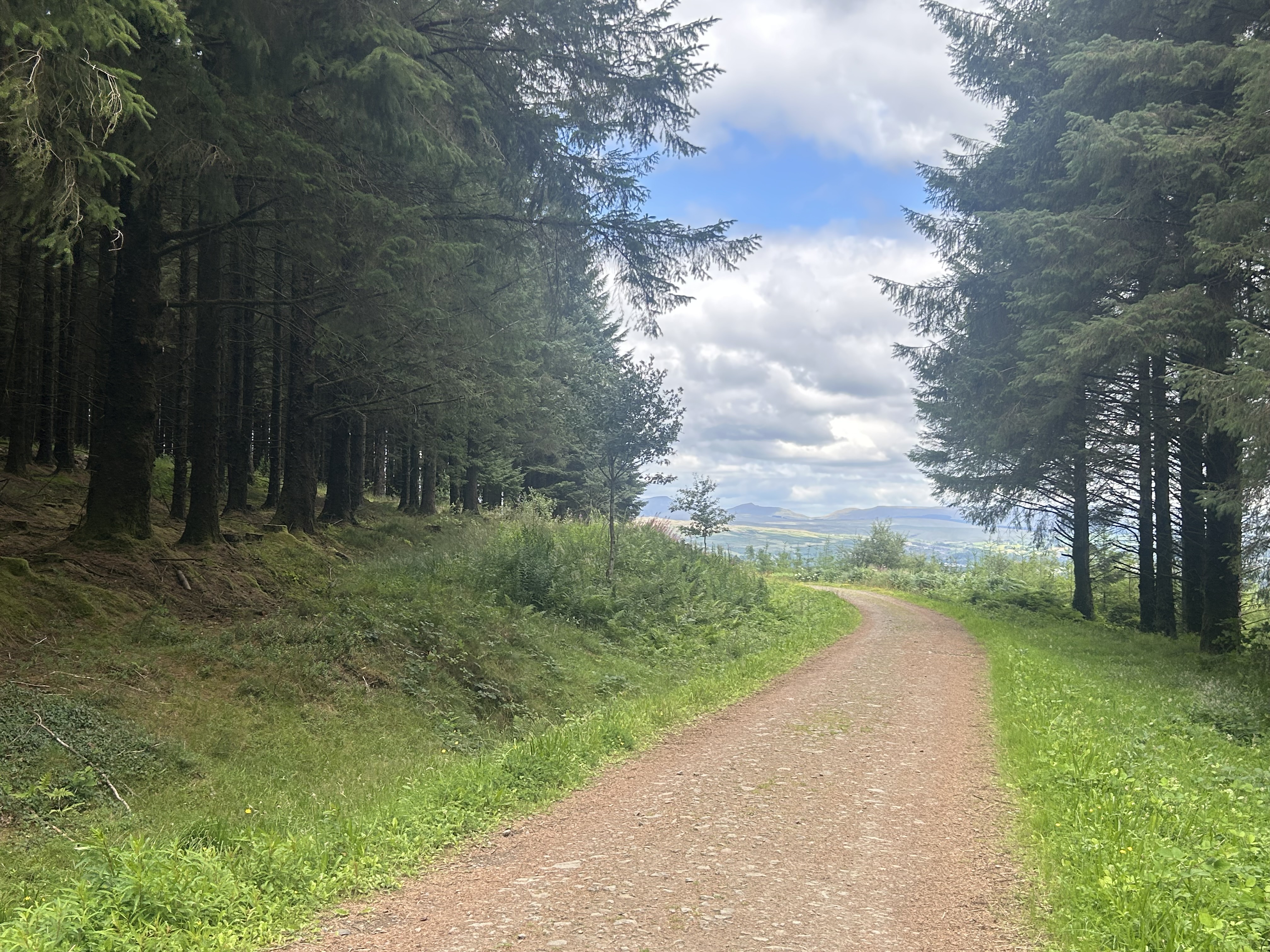 A wide woodland path curves gently to the right, bordered by tall evergreen trees on both sides. Sunlight filters through the branches, with open views of distant hills and a cloudy blue sky in the background.