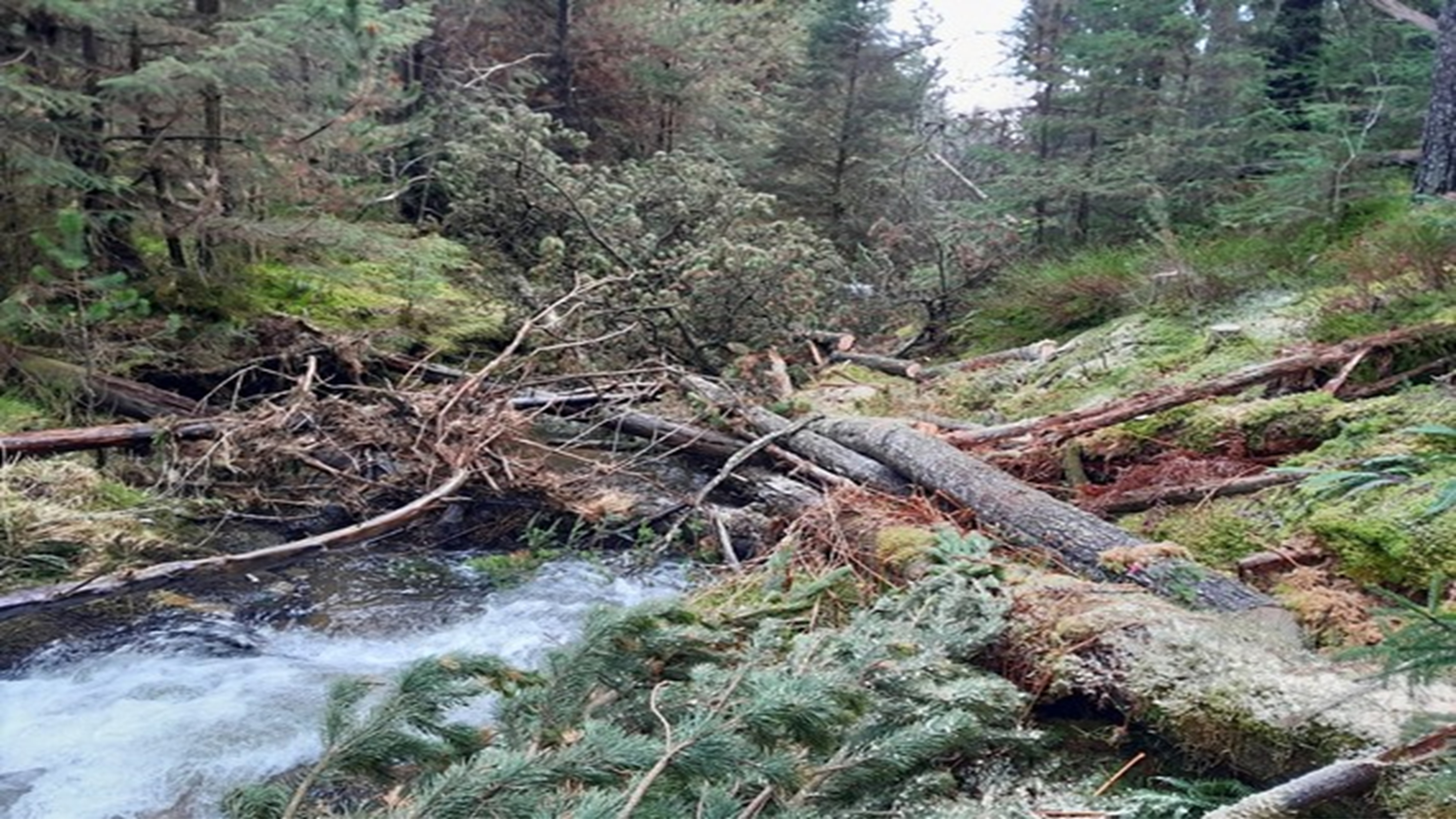 Photo showing a tree trunk making a leaky dam across the Afon Bidno