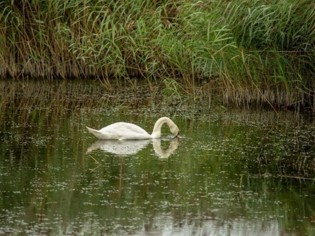 Newport Wetlands