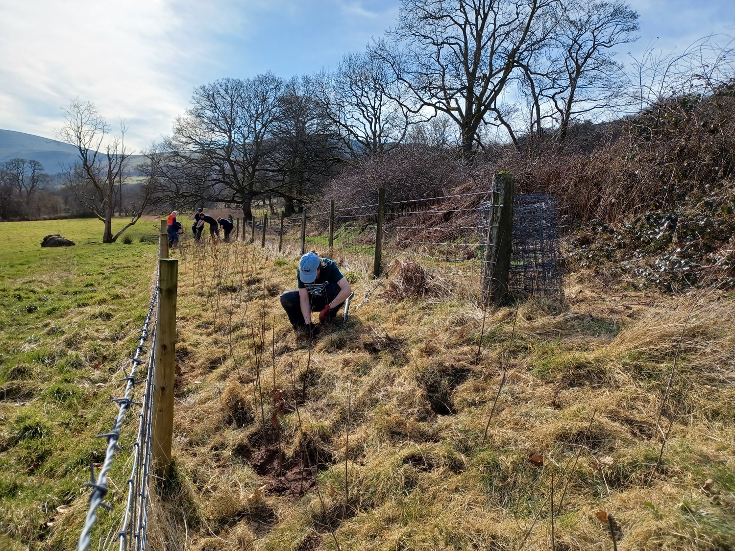 Tree planting at Ty Mawr Farm National Trust Brecon Beacons