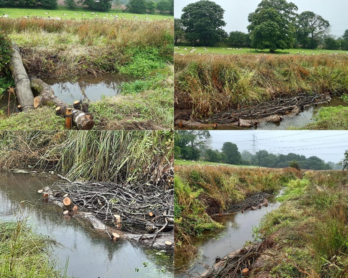Images from the river restoration work showing the creation of a woody corridor