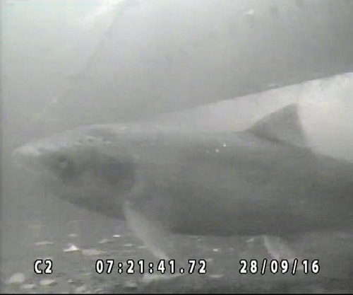 Salmon at sluice gate.