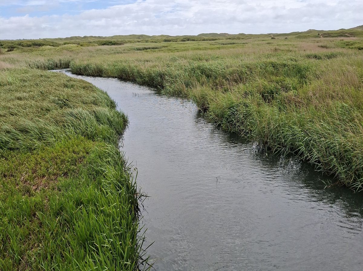 A narrow river winding through grassy marshland, with tall reeds lining the banks and low sand dunes in the distance under a cloudy sky.