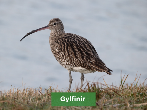 Gylfinir