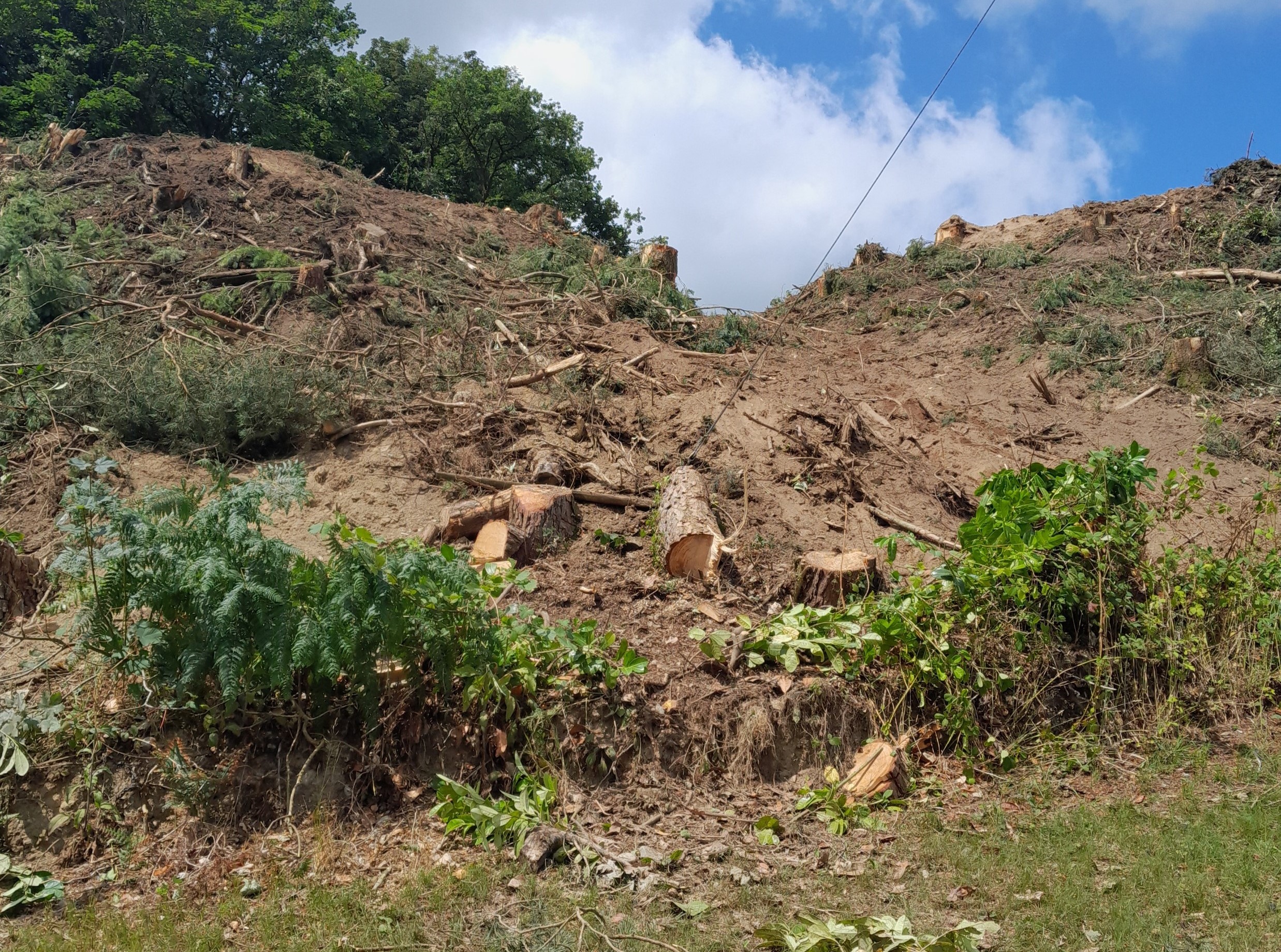 Felled trees on a bank