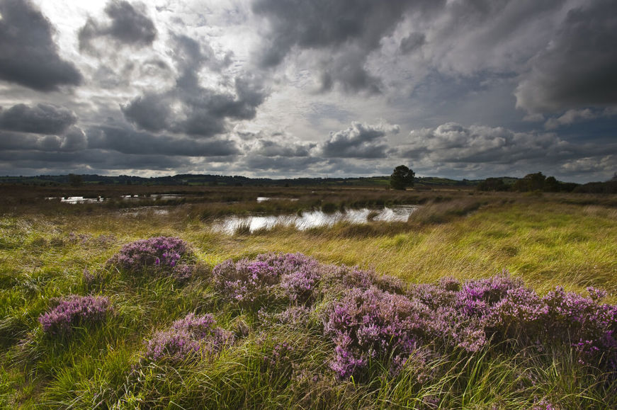 Awyr stormus uwchben Cors Caron, grug porffor yn y blaendir