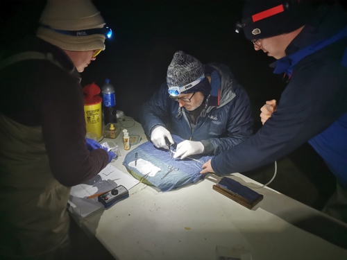 NRW officers tagging a smolt.