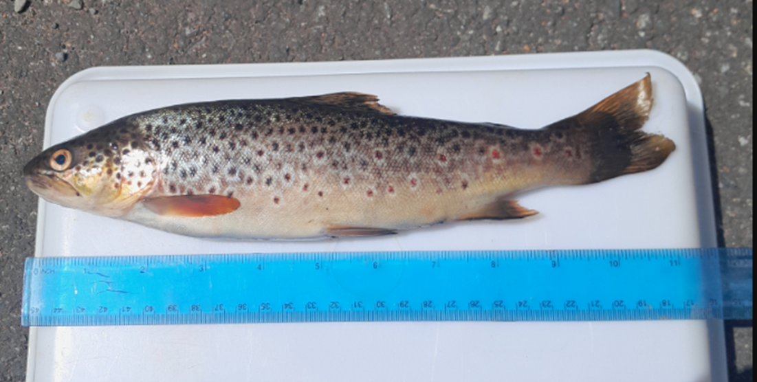 brown trout